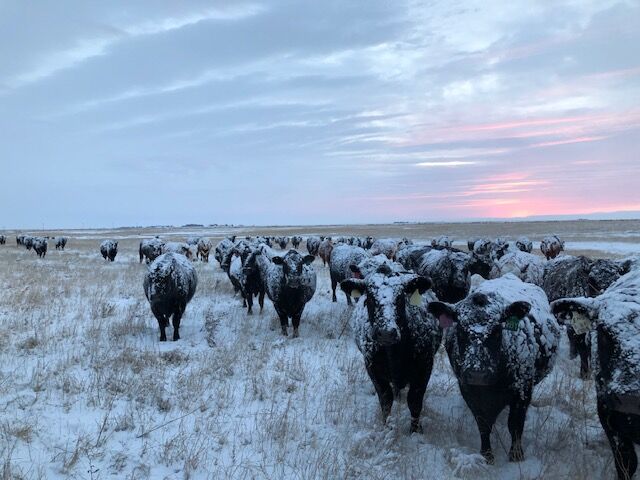 CC Cows in Winter